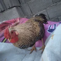 خروس چهل تاج ذراتی|حیوانات مزرعه|سرپل ذهاب, |دیوار