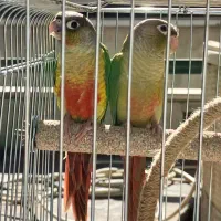 جفت گرینچیک مولد