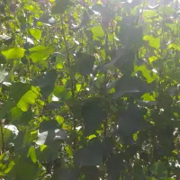 فروش نهال چنار|خدمات باغبانی و درختکاری|سروآباد, |دیوار