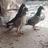 سلام درود|پرنده|سوسنگرد, |دیوار