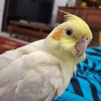 عروس هلندی نر سخنگو|پرنده|کرمانشاه, |دیوار