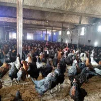 نیمچه نوچه ۷۰ روزه و ۴ ماهه+جوجه واکسن خورده بلک