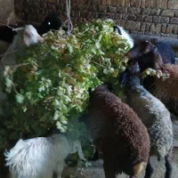بره نر پروار|حیوانات مزرعه|خرمدشت, |دیوار