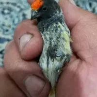 پرند گلبسرزیبا