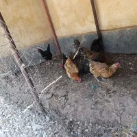 مرغ و خروس