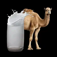 دوغ شتر .تهیه شده از شیر تازه