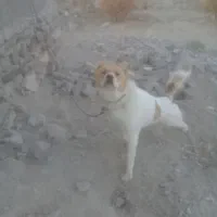 سگ ۶ ماهه قلدر|سگ|قهستان, |دیوار