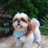 توله سگ های آپارتمانی|سگ|شیراز, اصلاح‌نژاد|دیوار