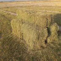 ۲۰۰عدد بسته بندی یرالما باشی