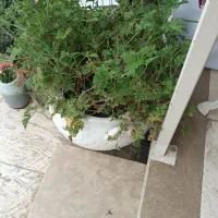 شمعدانی عطری