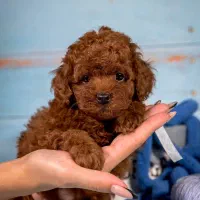 توله سگ تاینی پودل و توی پودل نسکافه ای و رد|سگ|قدس, شهرقدس|دیوار