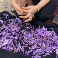 زعفران دسته ابیز و نگین سرقلم