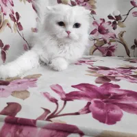 گربه پرشین اسکاتیش