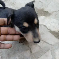 سگ پاپی نگهبان|سگ|مشهد, میان ولایت|دیوار