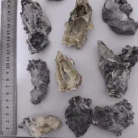 صدف ایرانی|کلکسیون و سرگرمی|بوشهر, |دیوار