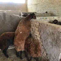 قوچ همو و هترو