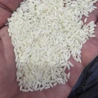 برنج سینماسوری
