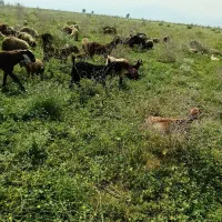 میش وبز فروشی