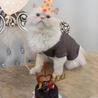 گربه خانگی ماده