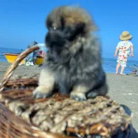 سگ پشمالو کوچولو نازنازی|سگ|گرگان, |دیوار