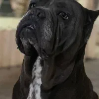 کنکورسو|سگ|بومهن, |دیوار