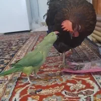 طوطی ملنگو ماده