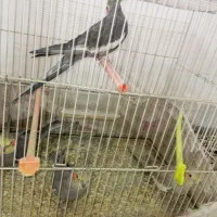 عروس هلندی|پرنده|مشهد, بهمن|دیوار