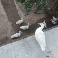 غاز|حیوانات مزرعه|مهریز, |دیوار