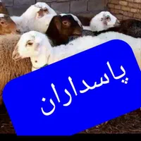 گوسفند زنده تجریش نیاوران فرمانیه اقدسیه کامرانیه|حیوانات مزرعه|تهران, دارآباد|دیوار