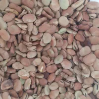 ۱۴۰ کیلو باقالی خشک