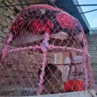 کرک بلدرچین وحش نر