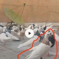 گم شده طوقی جوانه حلقه پا