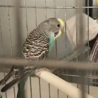 ۳عدد جوجه مرغ عشق