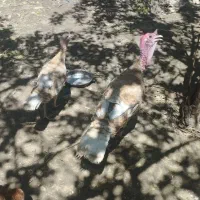 فروش یا معاوضه یک جفت بوقلمون