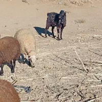 نربز پاکستانی|حیوانات مزرعه|بن, |دیوار