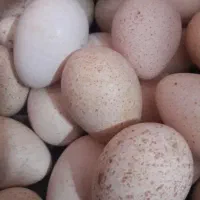 تخم بوقلمون نطفه دار بشرط