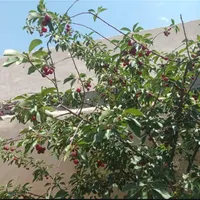 باغ چهار دیواری ،در دماوند، وادان|فروش خانه و ویلا|آبسرد, |دیوار