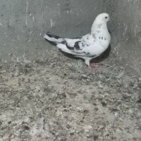 جانور|پرنده|آق قلا, |دیوار