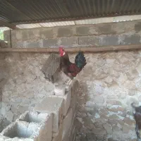 خروس محلی|حیوانات مزرعه|خورموج, |دیوار