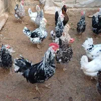 جوجه گلین ۳روزه|حیوانات مزرعه|خمینی‌شهر, |دیوار