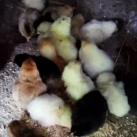 پیش فروش جوجه مرغ محلی