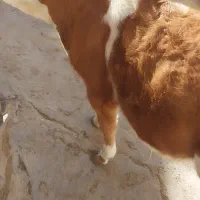 یک رآس گوساله سیمینتال درجه یک|حیوانات مزرعه|سراجو, |دیوار