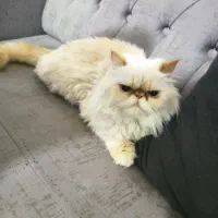 گربه پرشین