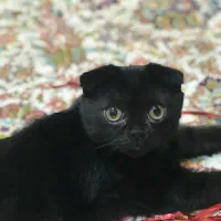 اسکاتیش فولد اصیل