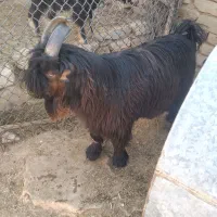 بیگ دوبری|حیوانات مزرعه|ایذه, |دیوار