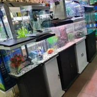 آکواریوم آبتین با ۲۵ سال سابقه در شهرک گلستان|ماهی|شیراز, شهرک گلستان|دیوار