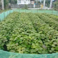 نهال کیوی درجه یک