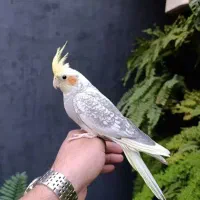 عروس هلندی ماده