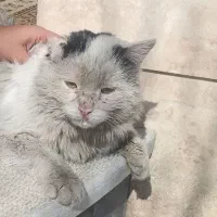 گربه گم شده