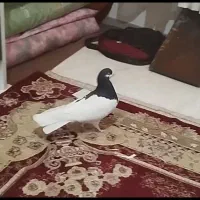 کفتر شصتی سیاه نرمست